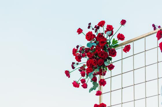 Red roses climbing a black grid backdrop